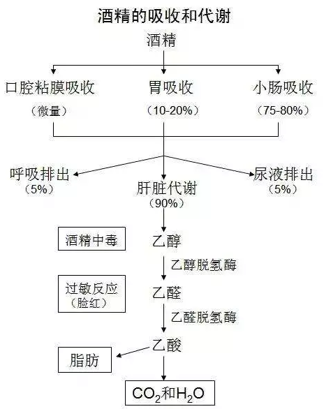 喝多少酒開車算酒駕？喝完酒多久能開車？這組數(shù)據(jù)，都說明白了